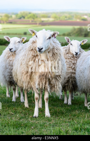 Moutons sur champ dans l'arrière-plan la campagne du Shropshire. L'Angleterre. Banque D'Images