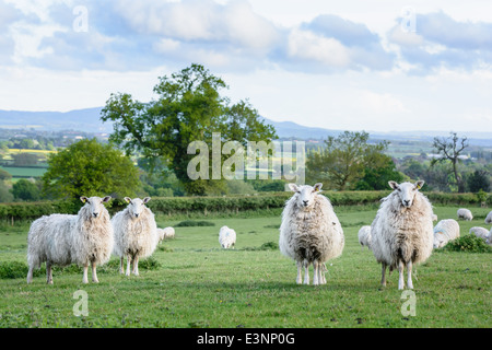 Moutons sur champ dans l'arrière-plan la campagne du Shropshire et le Wrekin. L'Angleterre. Banque D'Images