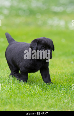 Labrador Retriever puppy dog Banque D'Images