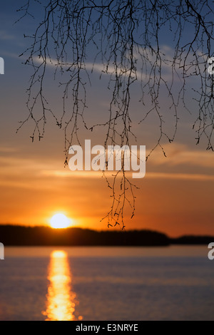 Branches de bouleau silhouette, coucher du soleil sur le lac Saimaa en Finlande Banque D'Images