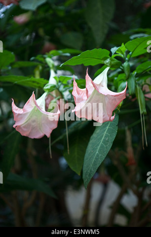 Datura arborea Brugmansia arborea; ; Banque D'Images