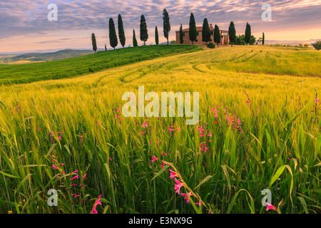 Podere I Cipressini avec le célèbre cyprès au coeur de la Toscane, près de Pienza, Italie Banque D'Images