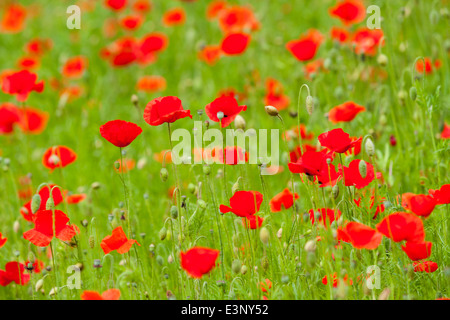 Coquelicots / plantes / usine / champ de coquelicots / champs, commémorant la Grande guerre / Première Guerre mondiale / WW1 - WWl de 1914 / 1918 / 1919 Banque D'Images