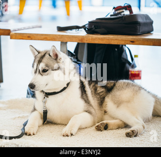 Adultes gris Husky Sibérien (Husky) Chien Sibirsky dormir dans son lit Banque D'Images