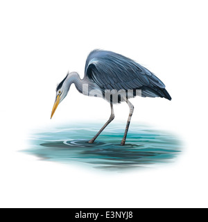 Héron cendré debout dans l'eau, l'Ardea cinerea Banque D'Images