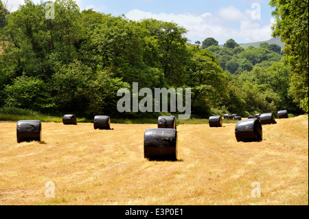 Grand tour enveloppés dans du plastique noir pour rouleaux de foin ensilage dans les champs des agriculteurs, UK Banque D'Images