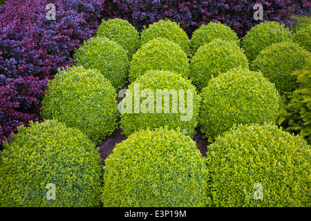 Topiaire décoratif fort globes dans l'été Le Jardin Banque D'Images