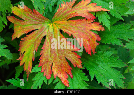 Geranium Procurrens changer la couleur du vert au rouge Banque D'Images