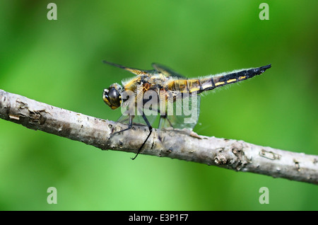Four-spotted chaser libellule au repos Banque D'Images