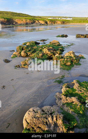 Roches avec des algues sur la plage à marée basse, Pembrokeshire, Pays de Galles, Royaume-Uni Banque D'Images