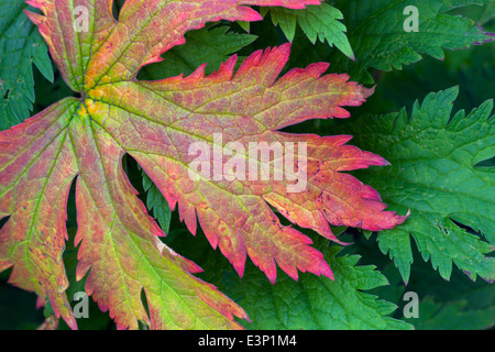 Geranium Procurrens changer la couleur du vert au rouge Banque D'Images