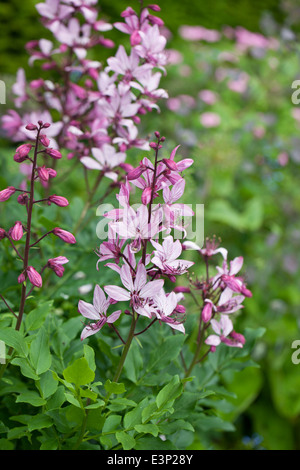 Gros plan de Dictamnus albus rose fleurit en été dans un jardin anglais, Angleterre, Royaume-Uni Banque D'Images