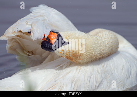 Cygne tuberculé Cygnus Baignade solaire Banque D'Images