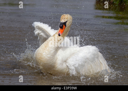 Cygne tuberculé Cygnus Baignade solaire Banque D'Images