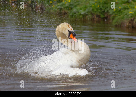 Cygne tuberculé Cygnus Baignade solaire Banque D'Images