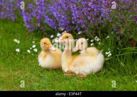 Une couvée de canetons de Muscovy à l'âge d'une semaine dans un jardin Banque D'Images