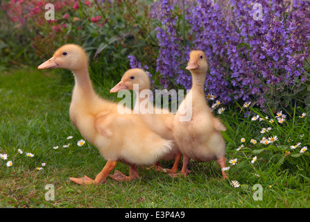 Une couvée de canetons de Muscovy à l'âge d'une semaine dans un jardin Banque D'Images