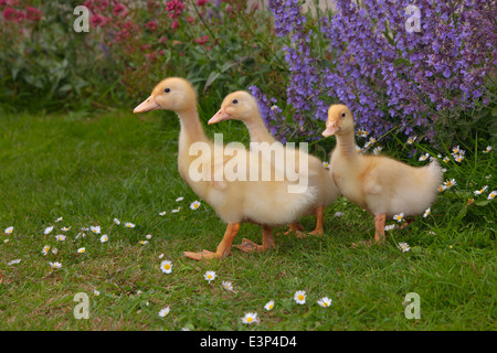 Une couvée de canetons de Muscovy à l'âge d'une semaine dans un jardin Banque D'Images