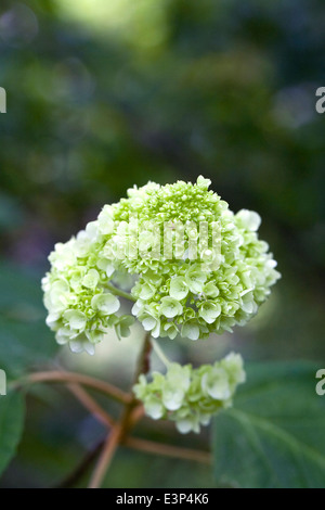 L'Hydrangea quercifolia. Hortensia à feuilles de chêne. Oakleaf Hydrangea flower. Banque D'Images