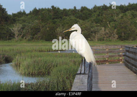 Une grande aigrette (Ardea alba) perché sur une balustrade donnant sur une zone humide côtière. Banque D'Images