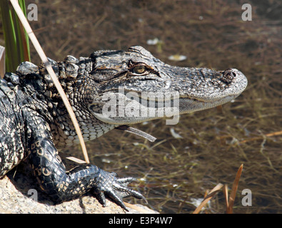 Un alligator juvénile repose à côté d'un étang côtier. Banque D'Images