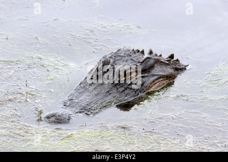 Un Alligator incombe à son siège à la surface dans un marais côtier. Banque D'Images