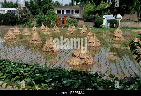 Pengzhou, Chine : les tiges des plants de riz de séchage Banque D'Images