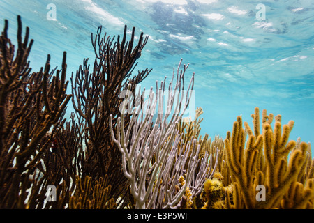 Close up vue sous-marine des coraux colorés vivant dans la direction de la barrière de corail au large de la côte est du Belize Banque D'Images