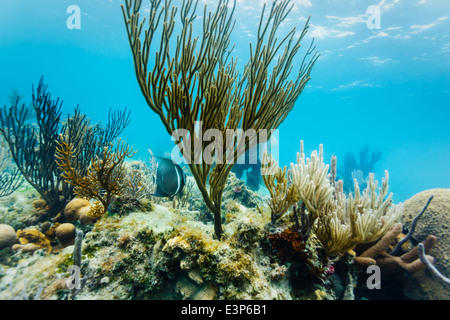 Vue en gros sous-marin de la vie marine et de formations de corail sur les récifs coralliens au large de la côte orientale de Belize Banque D'Images