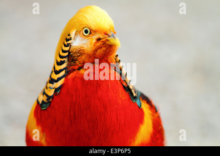 Le Faisan doré (Chrysolophus pictus) en Chine Banque D'Images