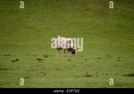 Ram solitaire Banque D'Images