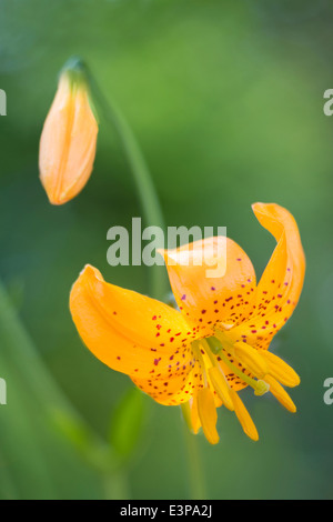 L'État de Washington, USA, Columbia Lily (Lilium columbianum) flower à Kirkland, Washington, contre plaine, fond vert. Banque D'Images