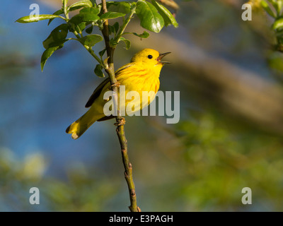 USA, l'État de Washington. Homme Paruline jaune (Dendroica petechia) chanter pendant que perché dans les habitats riverains. Banque D'Images