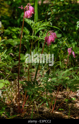 Au coeur de l'ouest du Pacifique (aka coeur saignant Dicentra formosa) Banque D'Images