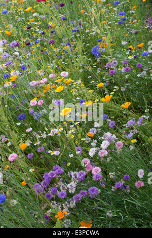 Fleurs sauvages dans la campagne anglaise notamment barbeaux et coquelicots Banque D'Images