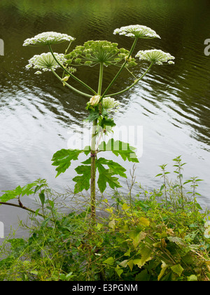 La berce du Caucase Heracleum mantegazzianum, espèces de plantes qui poussent sur la rive de la Rivière Tees à Yarm England UK Banque D'Images