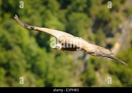 Portrait de l'horizontale, le vautour fauve Gyps fulvus. Des profils voler contre forêt verte. Banque D'Images