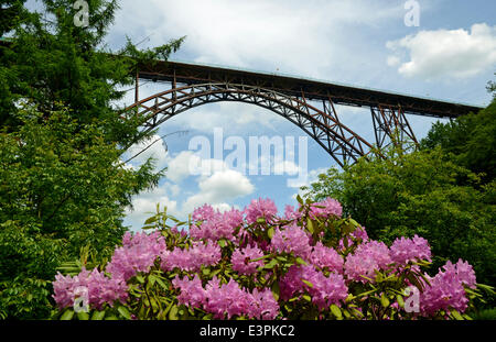 Les rhododendrons sont en fleurs dans le parc sous le pont Pont De Müngsten. (Photo du 25 mai 2014). C'est le plus haut pont de chemin de fer en Allemagne. Banque D'Images