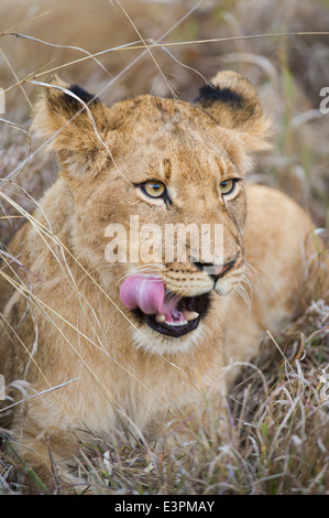 Panthero mâle lion cub (Leo), Sabi Sand Game Reserve, Afrique du Sud Banque D'Images