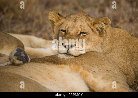 Lion cub dormir (Panthero leo), Sabi Sand Game Reserve, Afrique du Sud Banque D'Images