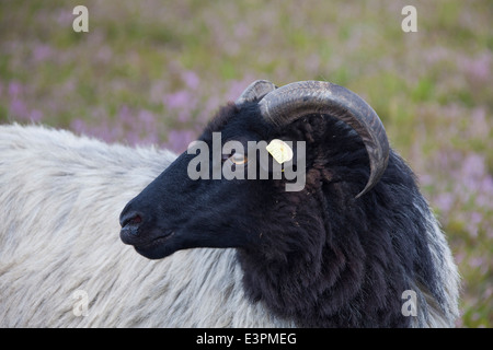 Heidschnucke, Gris Allemand Heath. Portrait d'une brebis. Basse-saxe, Allemagne Banque D'Images