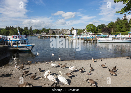 Oies, cygnes et canards sur les rives du lac Windermere, Bowness, Lake District, Cumbria, les bateaux de croisière amarrés à des stades d'atterrissage Banque D'Images