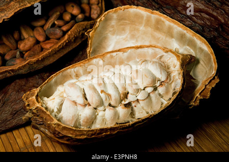 Cosses de fèves de cacao Chocolat avec écrou à l'intérieur des fruits. Sertagex Banque D'Images