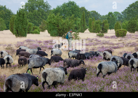 Heidschnucke gris allemand Chiens de berger et moutons Heath Lueneburg Heath Basse-saxe Allemagne Banque D'Images