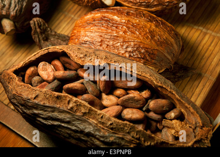 Cosses de fèves de cacao Chocolat avec écrou à l'intérieur des fruits. Sertagex Banque D'Images