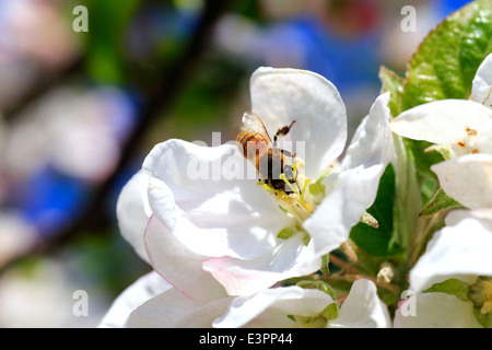 Une abeille pollinisant et la réception du nectar de un pommier fleur dans la vallée d'Annapolis en Nouvelle-Écosse, Canada Banque D'Images