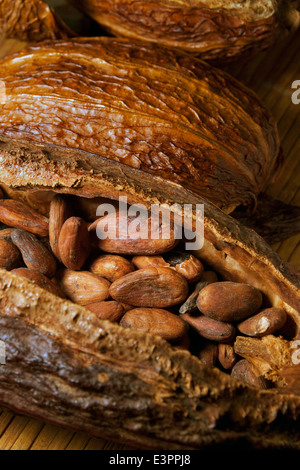 Cosses de fèves de cacao Chocolat avec écrou à l'intérieur des fruits. Sertagex Banque D'Images