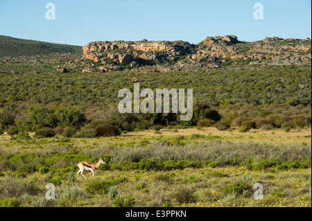 Antidorcas marsupialis, springbok, Bushmans Kloof Wilderness, Afrique du Sud Banque D'Images