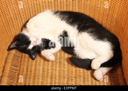 Chat domestique noir blanc chaton 6 mois dormir wicker chair Espagne Banque D'Images