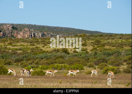 Antidorcas marsupialis, springbok, Bushmans Kloof Wilderness, Afrique du Sud Banque D'Images